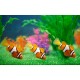 Robo Fisch Clownfisch in Orange Spielzeug mit Batterien für Kinder