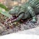 Krokodil Spielzeug Fernbedienung Krabbeltier Alligator RC Spielzeug Kind Kinder