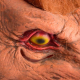 Werwolf Maske Wolf Tiermaske Lykanthrop Wolfsmensch Fasnacht Halloween Horror Blut