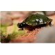 Ferngesteuerte Schildkröte Spielzeug Kinder Geschenk Süss